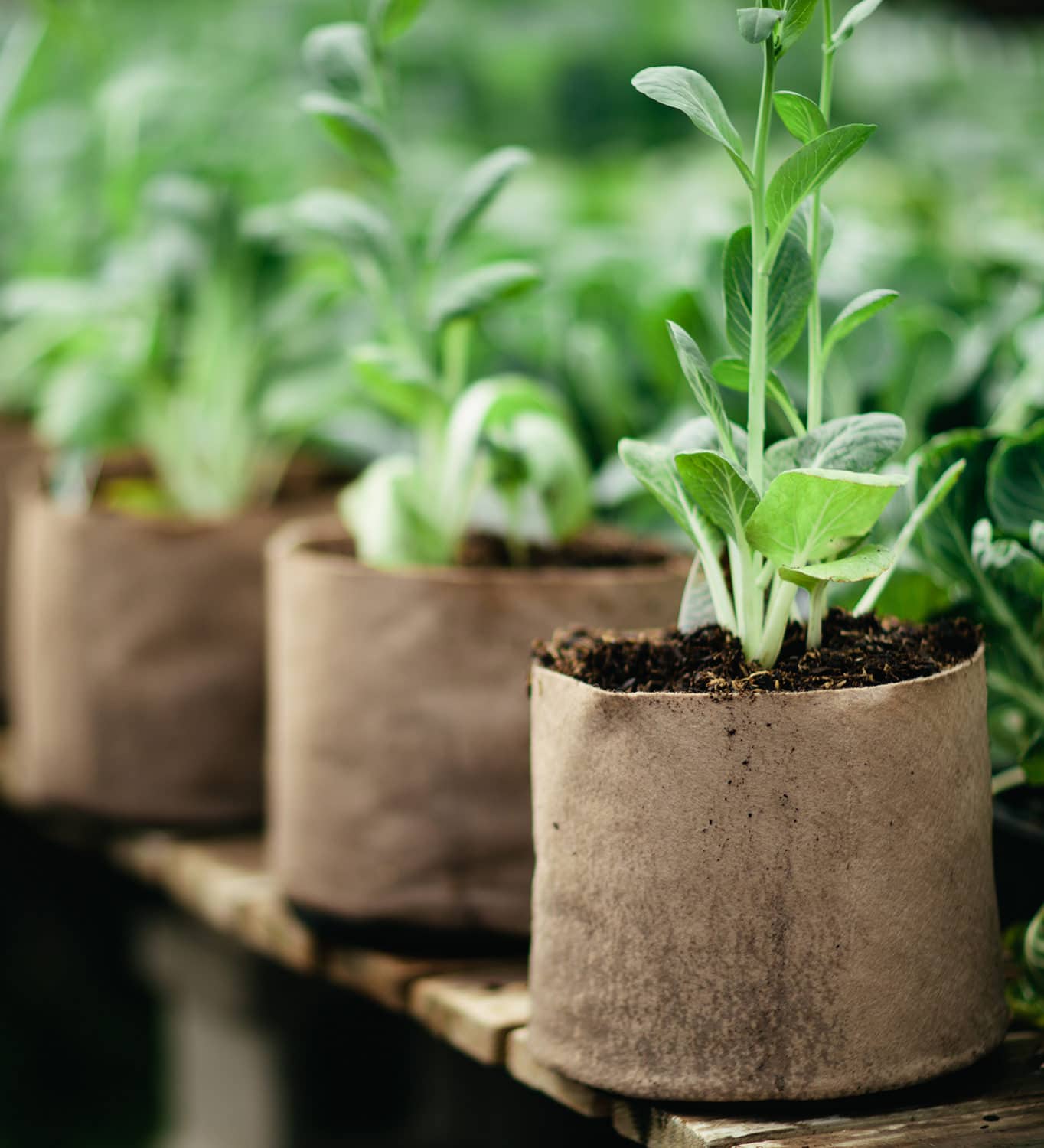 Smart Pot Fabric Planter