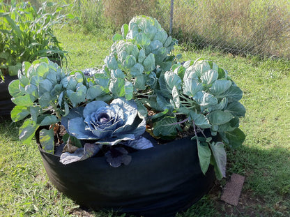 Smart Pot Round Raised Bed