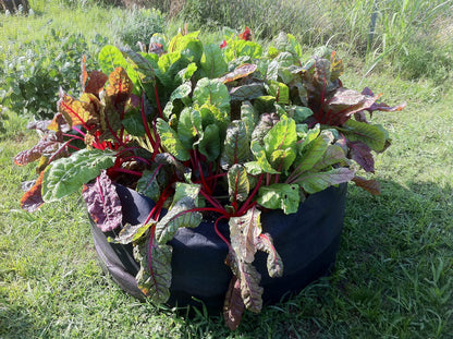 Smart Pot Round Raised Bed