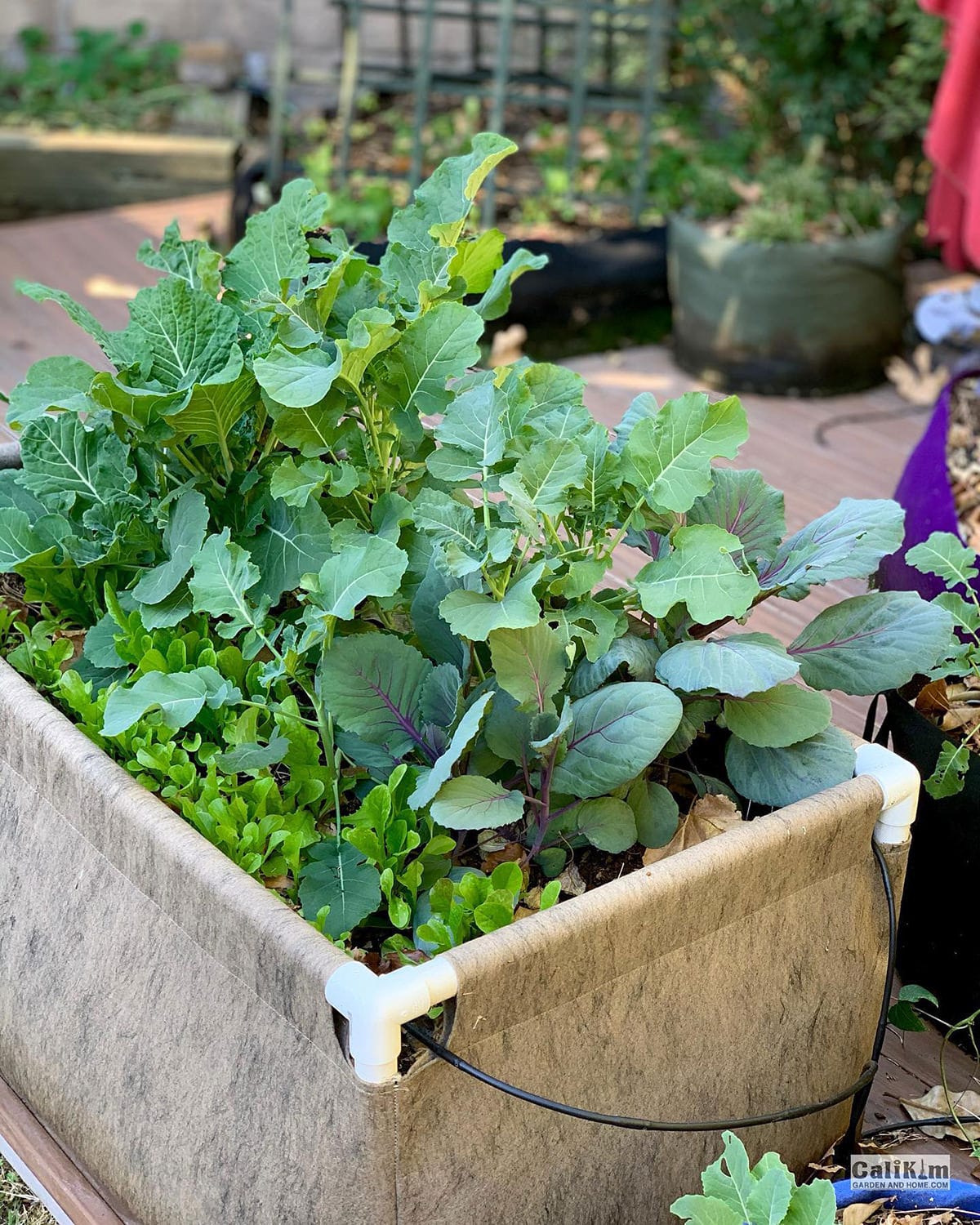 Smart Pot Urban Raised Bed