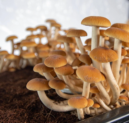 North Spore 'Boomr Bin' Dung-Loving Mushroom Monotub Grow Kit