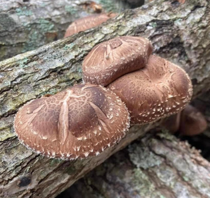 North Spore Organic Shiitake Mushroom Outdoor Log Growing Kit